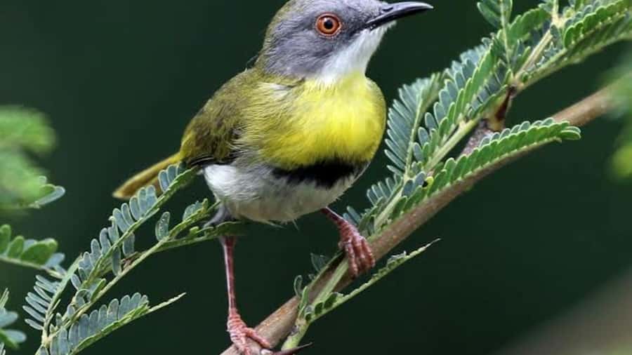 6hrs of Birdwatching in Nairobi National park - Key points at a glance