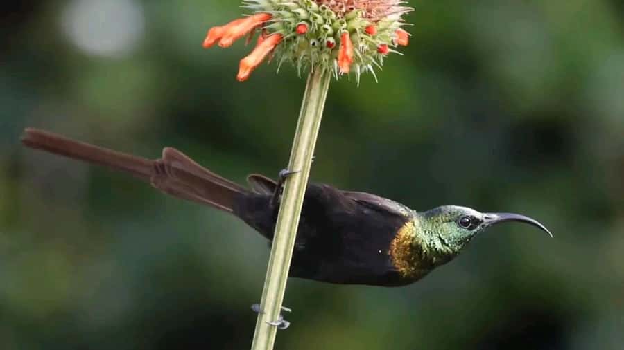6hrs of Birdwatching in Nairobi National park - Why Nairobi National Park works so well for birding