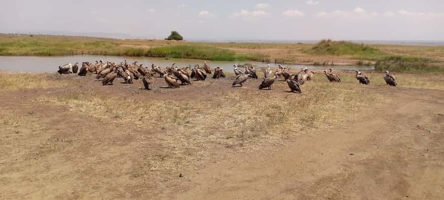 6hrs of Birdwatching in Nairobi National park - Dry forest: small birds and hard-to-spot calls
