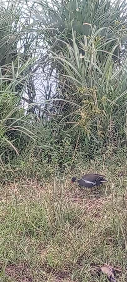 6hrs of Birdwatching in Nairobi National park - Dams and wetlands: a different set of species