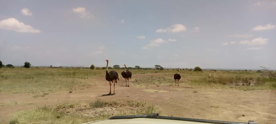 6hrs of Birdwatching in Nairobi National park - Getting out on foot at picnic points