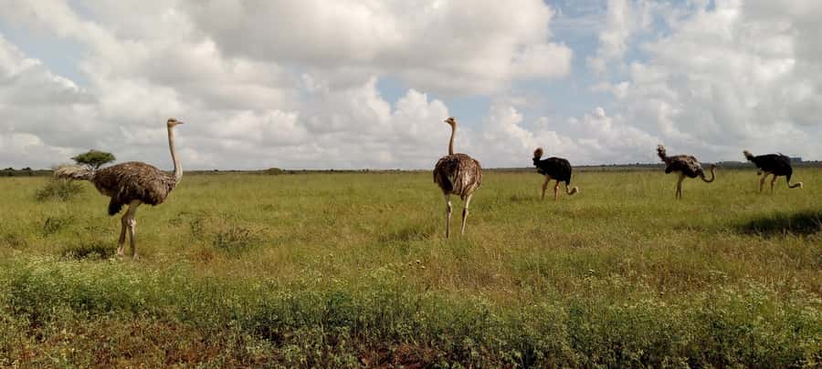 6hrs of Birdwatching in Nairobi National park - Wildlife beyond the bird list