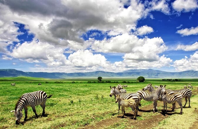 7 Day Guided Safari Tour in Kenya and Tanzania - Key points before you book