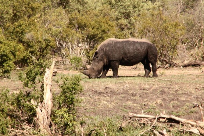 7 Day Guided Safari Tour in Kenya and Tanzania - Two famous parks in one seven-day journey
