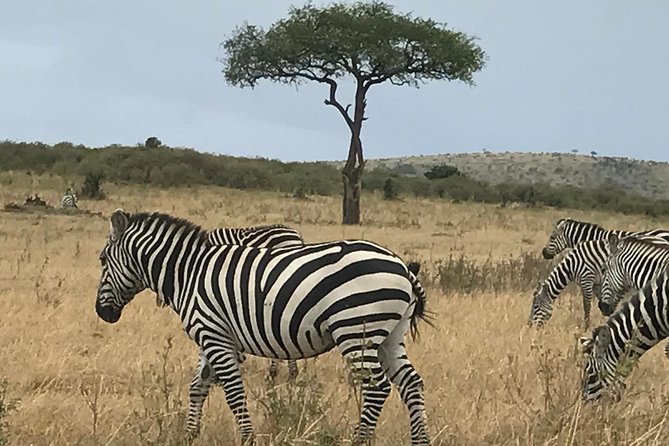 7 Day Guided Safari Tour in Kenya and Tanzania - Day 3: Wildlife, Maasai culture, and another long day