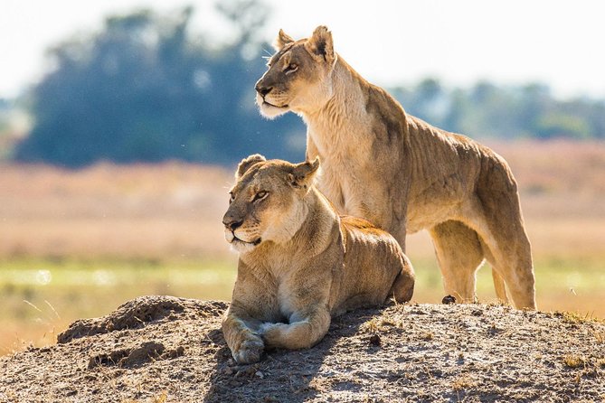 7 Day Guided Safari Tour in Kenya and Tanzania - Day 4: Flying from Kenya into the Serengeti