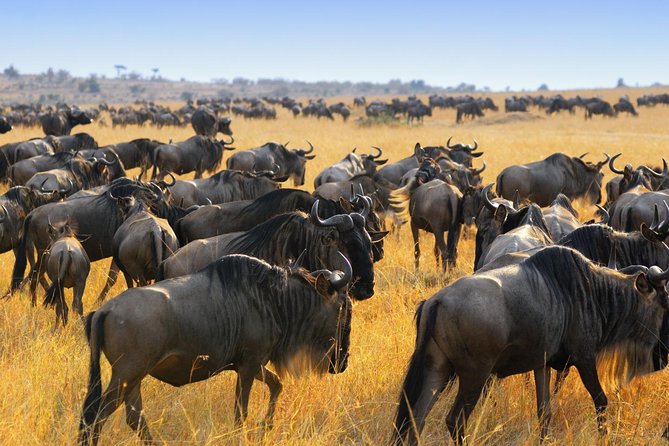 7 Day Guided Safari Tour in Kenya and Tanzania - Day 5: A full day across the Serengeti