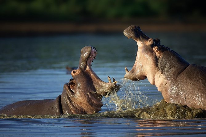 7 Day Guided Safari Tour in Kenya and Tanzania - Day 6: Olduvai Gorge and the Ngorongoro rim