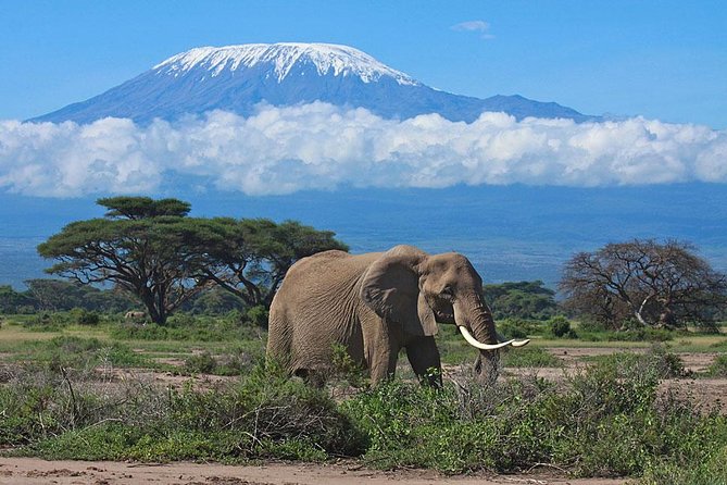 7 Day Maasai Mara, Lake Nakuru, Lake Naivasha and Amboseli Safari - What the $1,316 price really covers
