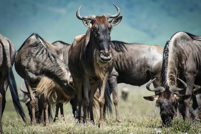 7 Day Maasai Mara, Lake Nakuru, Lake Naivasha and Amboseli Safari - Day 3: The long move from Mara to Lake Nakuru
