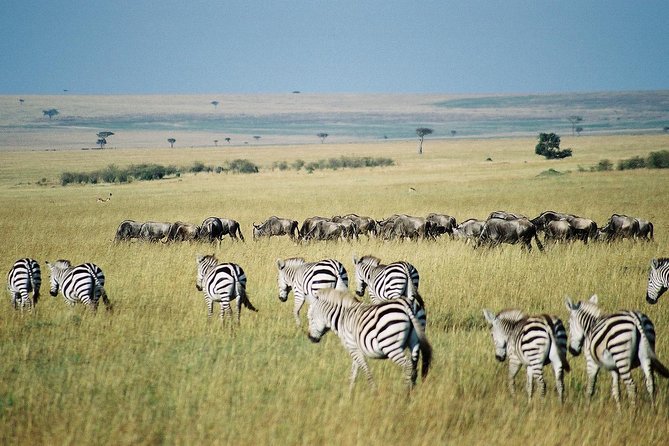 7 Day Maasai Mara, Lake Nakuru, Lake Naivasha and Amboseli Safari - Day 1: Rift Valley views before the Maasai Mara