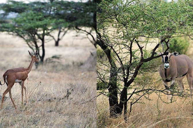 7 Day Maasai Mara, Lake Nakuru, Lake Naivasha and Samburu Safari - From Nairobi to the Great Rift Valley