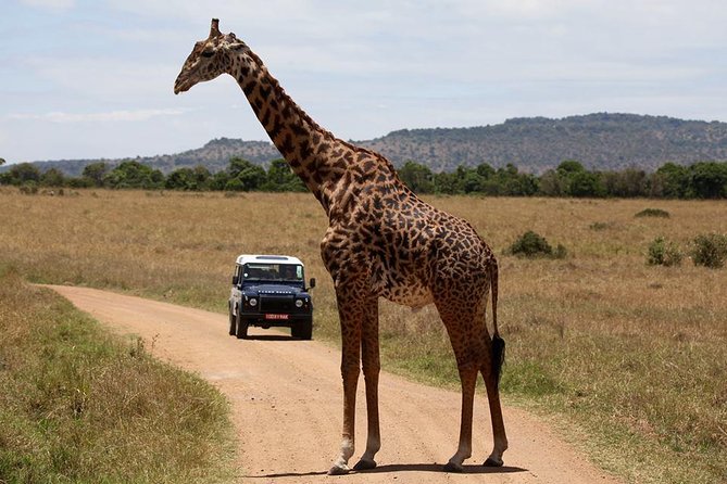 7-Day Masai Mara Lake Nakuru Samburu and Ol Pejeta Kenya Safari - Two game drives and a slower day in Samburu