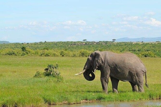 7-Day Masai Mara Nakuru Amboseli Kenya Budget Safari - Day 5: The long transfer to Amboseli