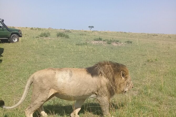 7 Day Private Jeep Safari, 5 star lodges with Balloon Ride Kenya - Day 1: Nairobi to the Maasai Mara