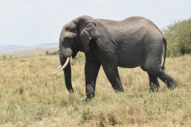 7 Day Private Jeep Safari, 5 star lodges with Balloon Ride Kenya - Day 4: White rhinos, Hells Gate, and Lake Naivasha
