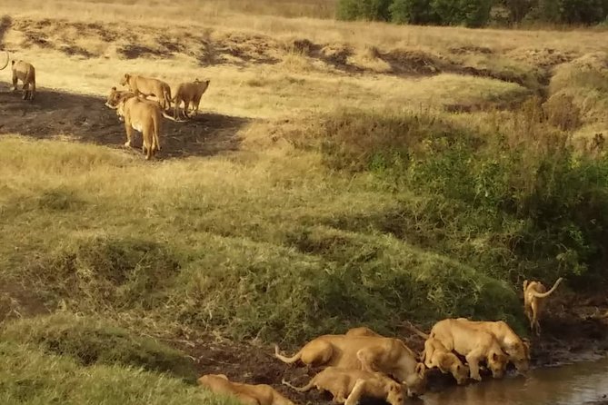 7-Day Private Safari to Amboseli National Park and Masai Mara - Key Points Before You Book