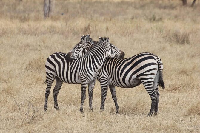 7-Day Private Safari to Amboseli National Park and Masai Mara - Day 3: Freshwater, Hippos, and Birds at Lake Naivasha