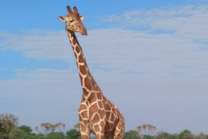 7-Day Private Safari to Amboseli National Park and Masai Mara - Day 5: Entering the Maasai Mara