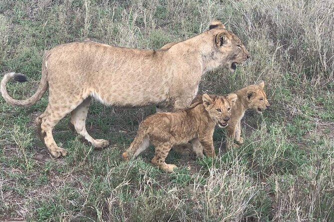 7-Day Private Safari to Amboseli National Park and Masai Mara - Day 6: Let the Animals Set the Schedule