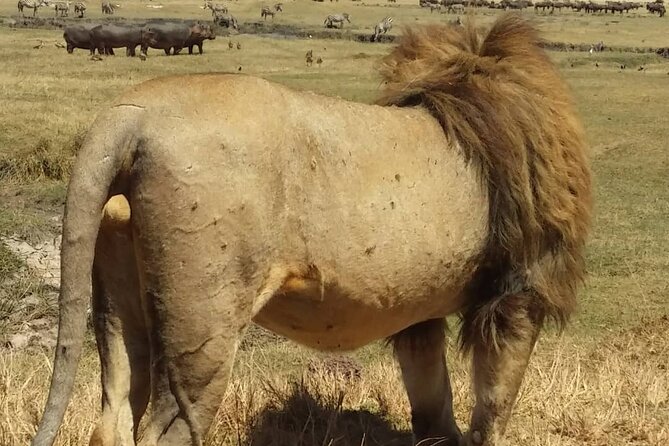 7-Day Private Safari to Amboseli National Park and Masai Mara - Day 7: Returning to Nairobi