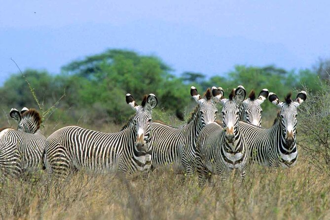 7-Day Private Tour in Kenya National Parks From Nairobi / Mombasa - Day 3: Lake Nakuru, rhinos, and changing flamingo numbers