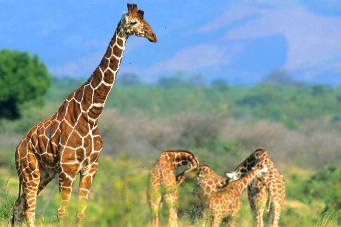 7-Day Private Tour in Kenya National Parks From Nairobi / Mombasa - Days 5 and 6: Elephants and Mount Kilimanjaro in Amboseli