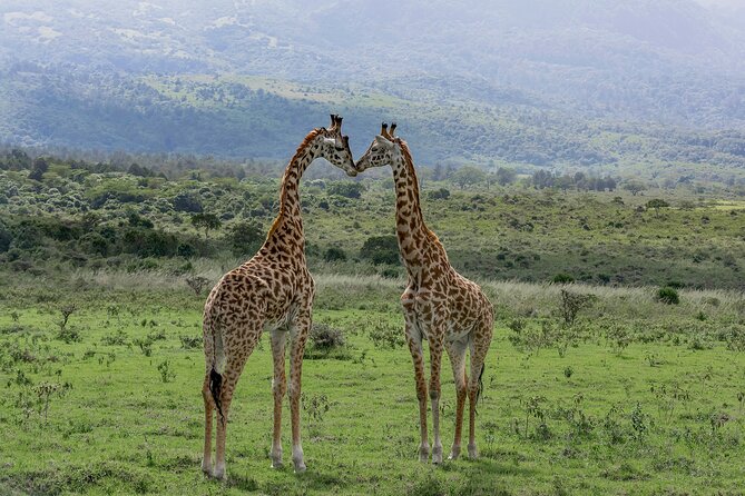 7-Day Private Tour in Kenya National Parks From Nairobi / Mombasa - What the $2,550 price covers