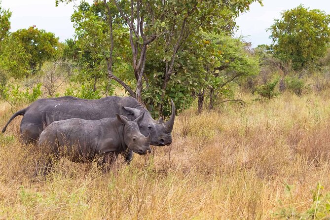 7-Day Private Tour in Kenya National Parks From Nairobi / Mombasa - Day 1: The Rift Valley viewpoint and first Masai Mara game drive