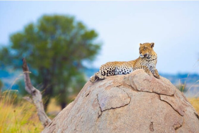 7-Day Safari to Maasai Mara, Lake Naivasha and Amboseli from Nairobi - What the seven-day route actually gives you