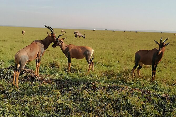 7-Day Safari to Maasai Mara, Lake Naivasha and Amboseli from Nairobi - Day 4: Lake Nakuru, Hell’s Gate, and Lake Naivasha