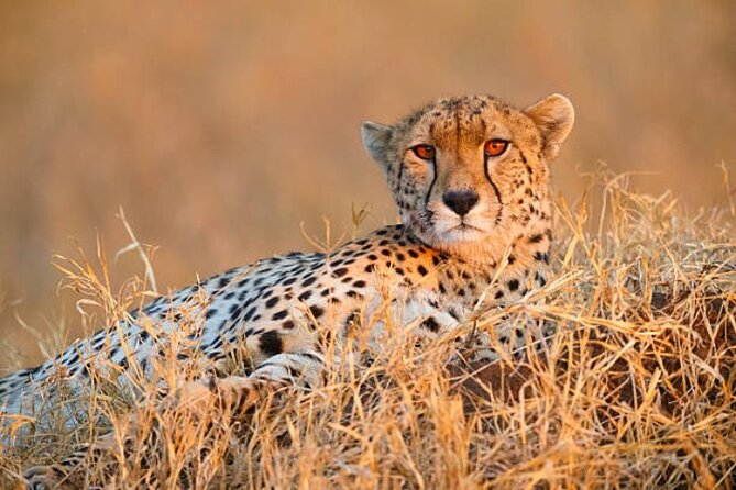 7-Day Safari to Maasai Mara, Lake Naivasha and Amboseli from Nairobi - Day 1: Nairobi to Maasai Mara via the Great Rift Valley