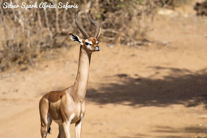 7-Day Samburu, Maasai Mara, L Nakuru, Lake Naivasha Hell's Gate - Day 5: A full day among Mara predators