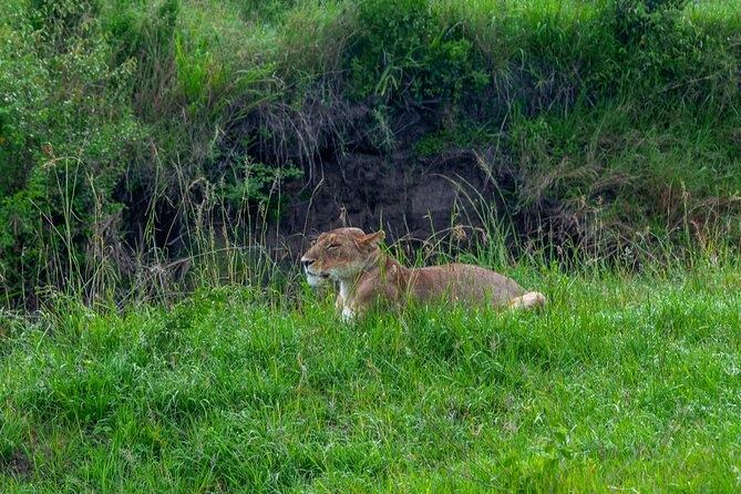 7 Day Tour of Amboseli Lake Nakuru and Masai Mara - Five things to know before you book