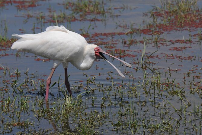7 Day Tour of Amboseli Lake Nakuru and Masai Mara - Day 1: Elephants and Kilimanjaro in Amboseli