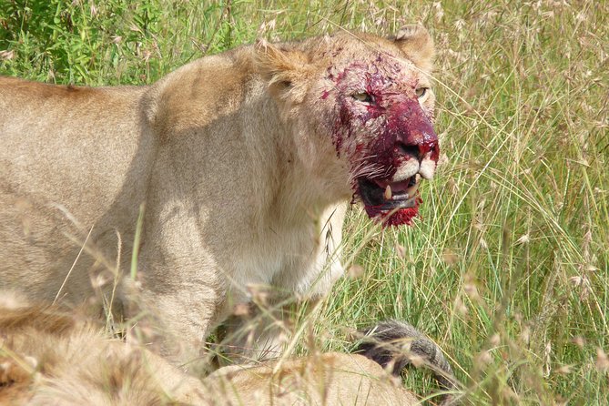 7 Days Amboseli-Lake Naivasha-Lake Nakuru & Masai Mara - Day 3: From Amboseli to Lake Naivasha