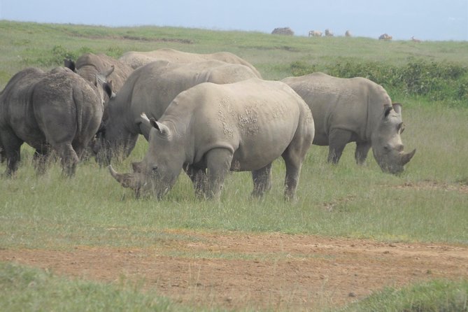 7 Days Amboseli-Lake Naivasha-Lake Nakuru & Masai Mara - Day 4: Rhinos and flamingos at Lake Nakuru