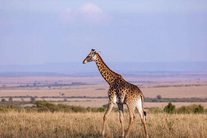 7 Days Best of Kenya Wildlife Safari - Day 6: Two game drives in Amboseli