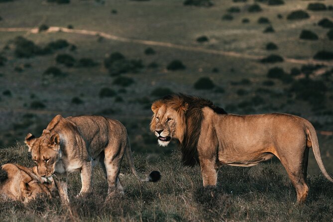 7 Days Best of Kenya Wildlife Safari - Day 2: A full eight-hour safari in Maasai Mara
