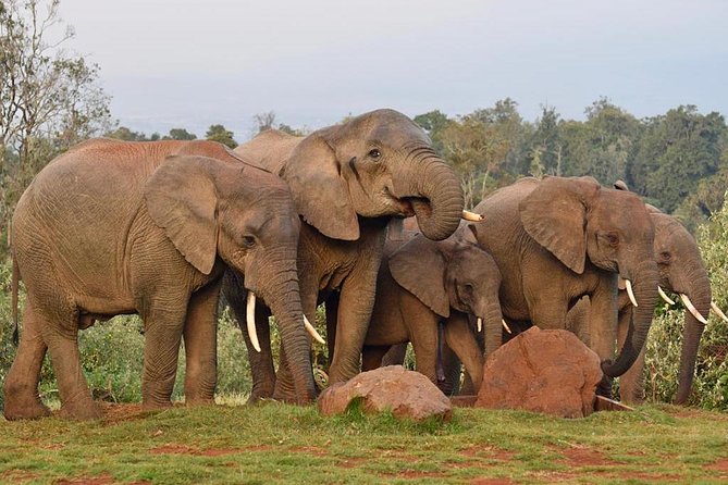 7 Days Breathtaking Kenya Wildlife Private Safari - Day 5: Entering Maasai Mara