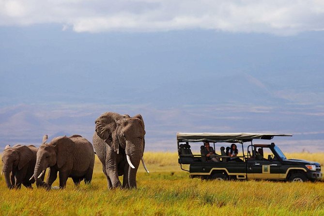 7 Days Breathtaking Kenya Wildlife Private Safari - Day 2: Kilimanjaro and Amboseli elephants