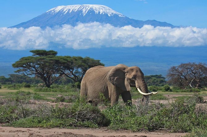 7 Days Into the Wild Wonder : Lodge Safari with Private 4x4 JEEP - What makes this safari worth considering