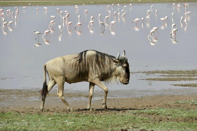 7 Days Into the Wild Wonder : Lodge Safari with Private 4x4 JEEP - Day 3: Masai Mara to Lake Nakuru