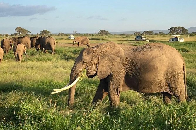 7 Days Into the Wild Wonder : Lodge Safari with Private 4x4 JEEP - Day 5: Across Kenya to Amboseli
