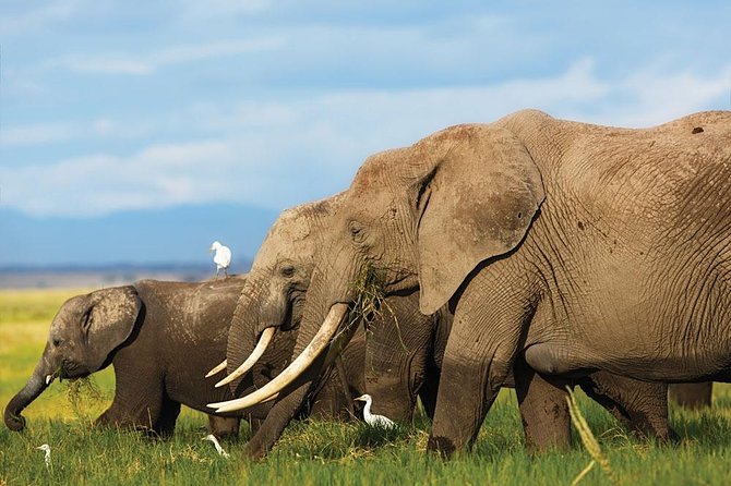 7 Days Into the Wild Wonder : Lodge Safari with Private 4x4 JEEP - Day 6: Full-day Amboseli exploration