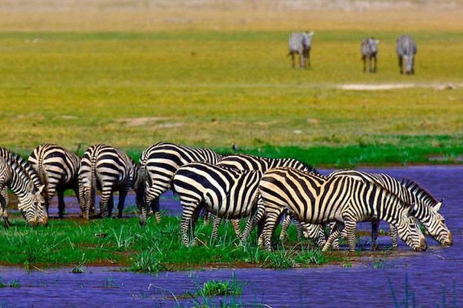 7 Days Into the Wild Wonder : Lodge Safari with Private 4x4 JEEP - Day 7: Return to Nairobi