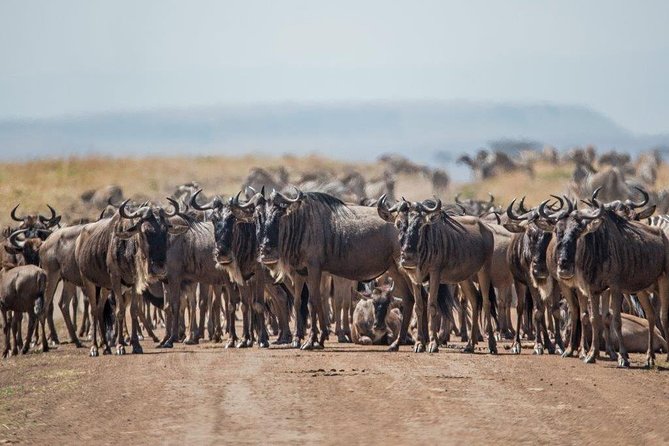 7 Days Kenya Luxury Safaris - Masai Mara NR, Amboseli NP and Lake Nakuru NP - A full Amboseli day with elephants and birds
