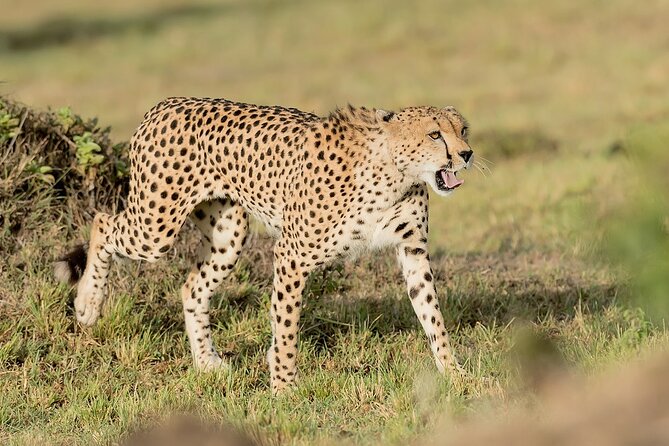 7-Days Kenya Safari Samburu, Aberdare, Lake Nakuru, & Maasai Mara - Four Kenyan parks in seven days