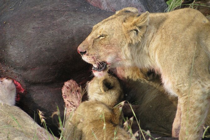 7-Days Kenya Safari Samburu, Aberdare, Lake Nakuru, & Maasai Mara - Day 6: A full Mara day with an optional balloon flight