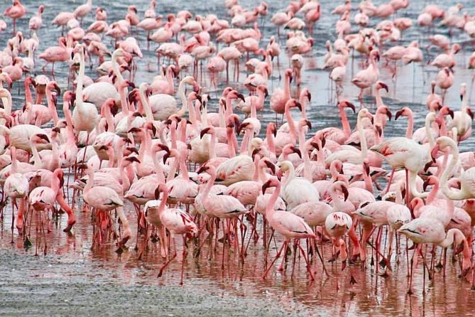 7 Days Kenya Tour Budget Safari - Key points to know before booking
